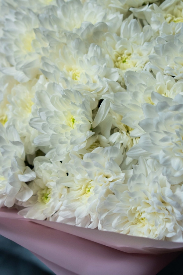 Картинка Букет из 21 хризантемы "Тепло души"