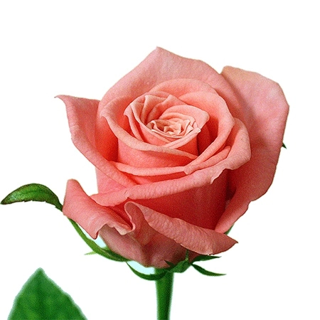 Картинка Роза Анна Карина