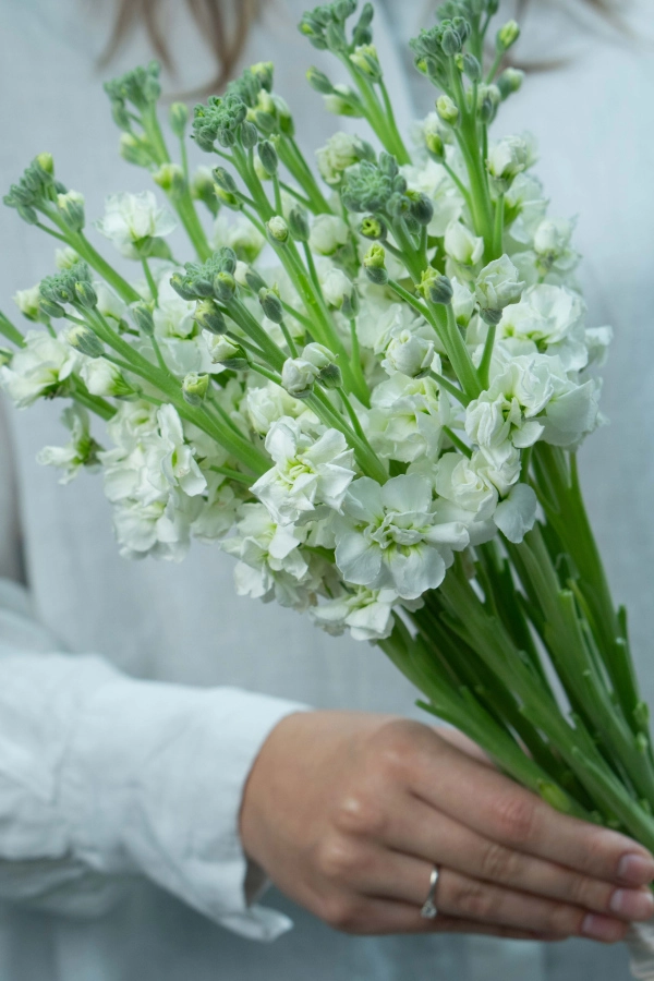 Картинка Букет  из 11 маттиол Картинка Букет  из 11 маттиол