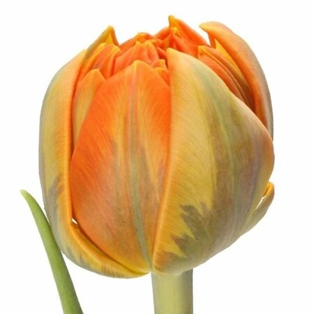 Картинка Тюльпан пионовидный оранжевый