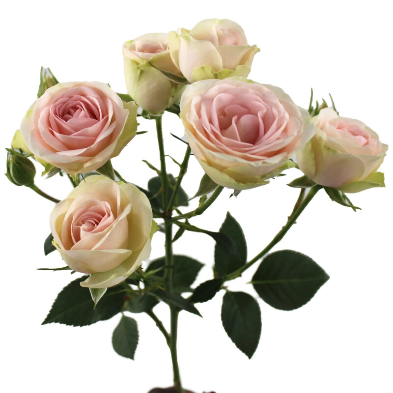 Картинка Роза кустовая  Свит Блоссом Кения