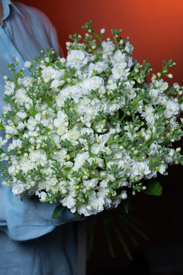 Картинка Букет из 21 кустовой Маттиолы