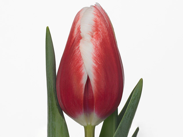 Картинка Тюльпан красный с белой оконтовкой