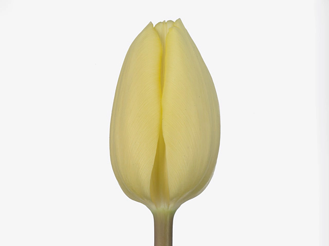 Картинка Тюльпан лимонный