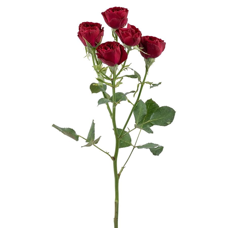 Картинка Роза кустовая Ред Трендсеттер Кения