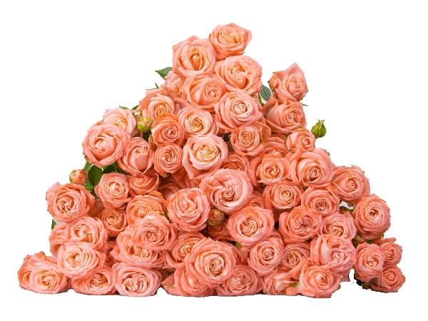 Картинка Роза кустовая Эмейзинг Меджик Кения