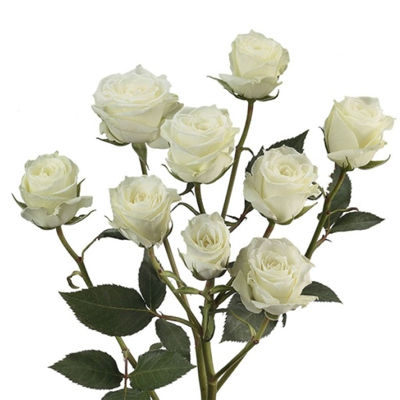 Картинка Роза кустовая Сноу Баблс