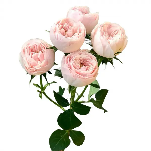 Картинка Роза кустовая Мэнсфилд парк Кения