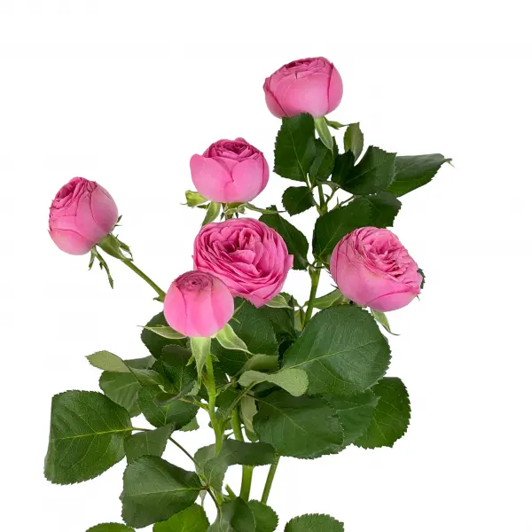 Картинка Роза кустовая Жизель Кения