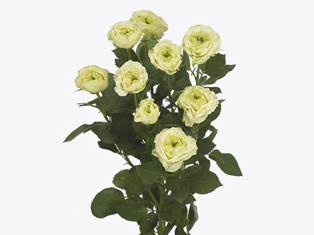 Картинка Роза кустовая Эмиральд Квин Кения