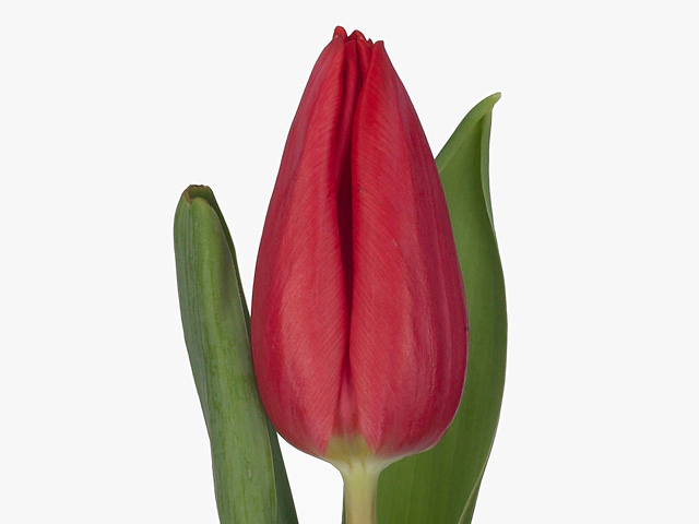  Тюльпан красный