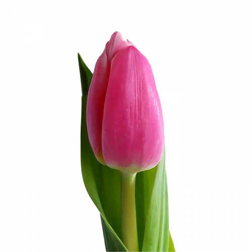 Картинка Тюльпан малиновый