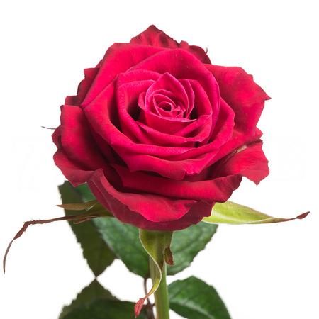 Роза Шангри Ла