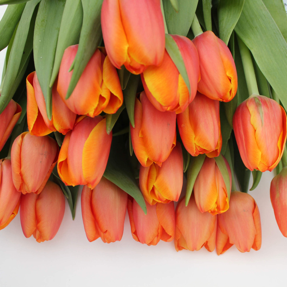 Картинка Тюльпан Оранжевый