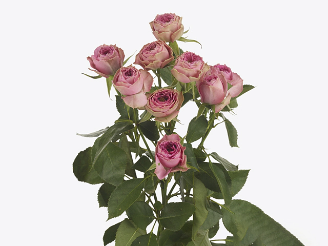 Картинка Роза кустовая Пинк Бижу