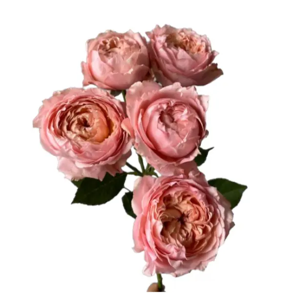 Картинка Роза кустовая Джульетта Кения