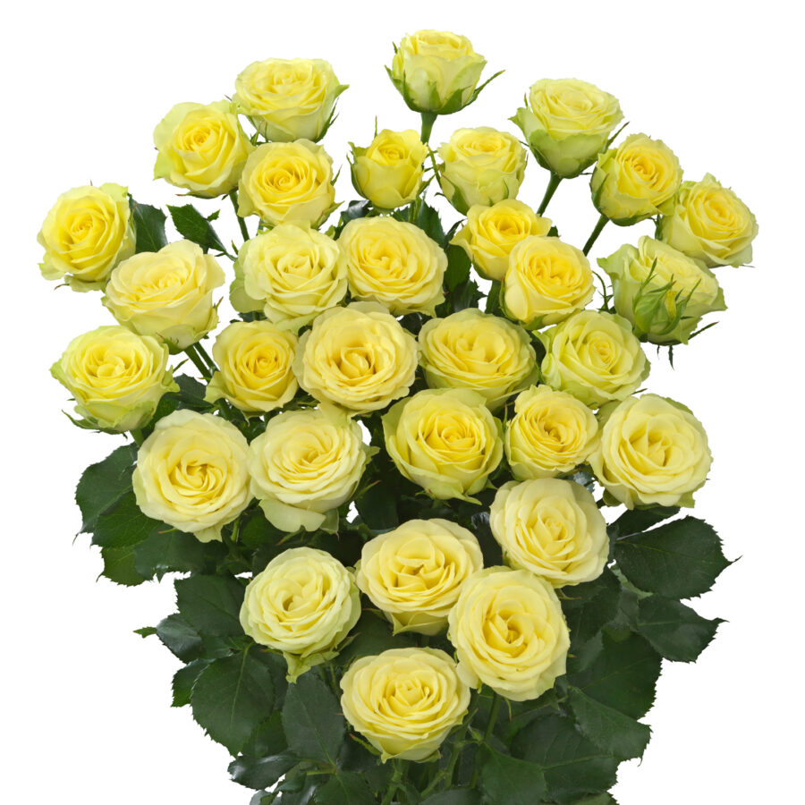 Картинка Роза кустовая Веддинг Инвите Кения