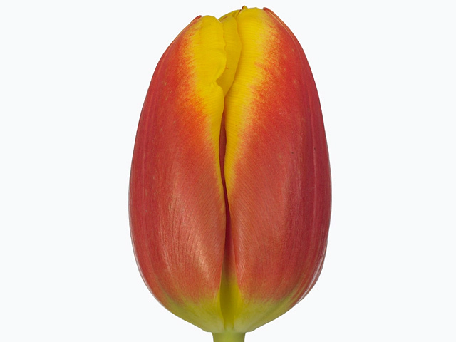 Тюльпан красный с желтой оконтовкой
